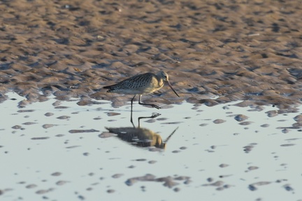 Ann 2 - Bar-tailed Godwit reflection on Ainsdale beach