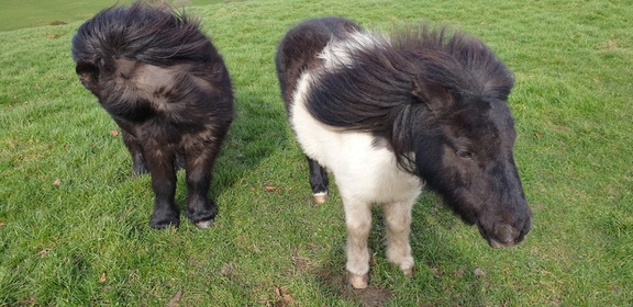 AllanJ - Shetland ponies enjoying the spring sunshine, 