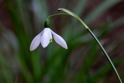 Anne - Last remaining Snowdrop in the forest