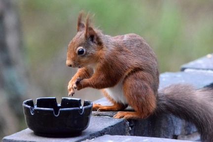 Ann - Is this a Red Squirrel washing bowl ?