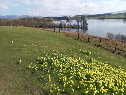 Ann - Killington Lake daffodils