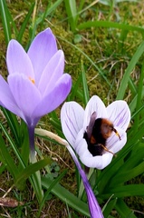 Anne - Hungry Bee in Crocus