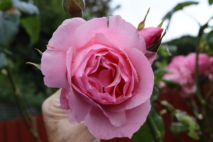 AllanJ - Queen Elizabeth rose , my Garden 