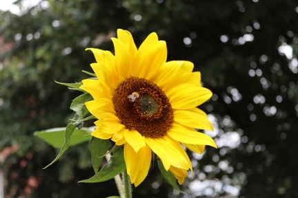 AllanJ - Botanic Gardens , Sun Flower Plus Bee