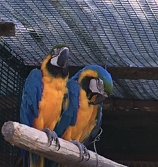 AnneS - macaws