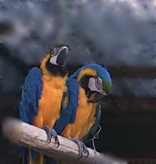 AnneS - blurred macaws