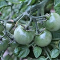 Brian - Unripe Tomatoes