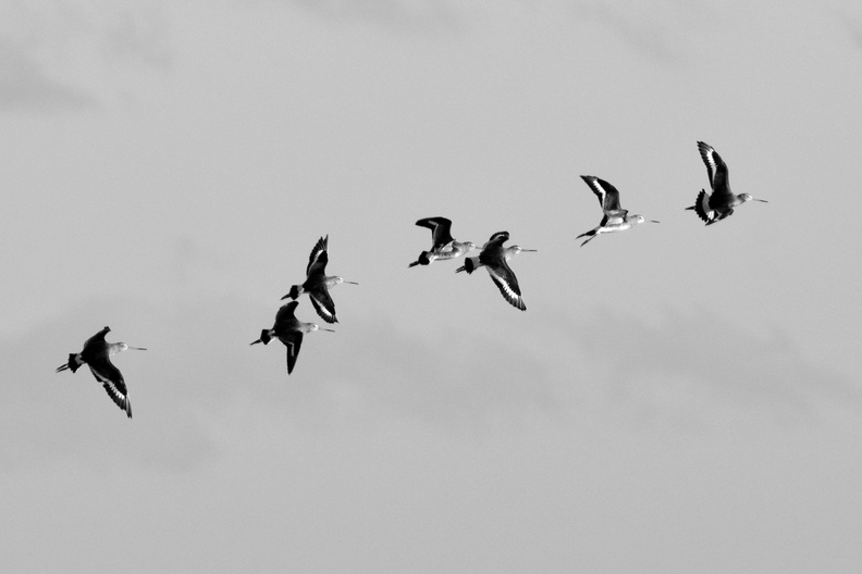 Black tailed Godwits in flight - monochrome.jpg