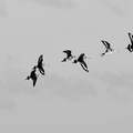 Black tailed Godwits in flight - monochrome