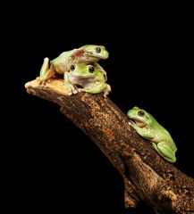 IH - Three Frogs