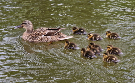 AllanJ - Mother taking the chicks for their  first trip , Lancaster Canal 
