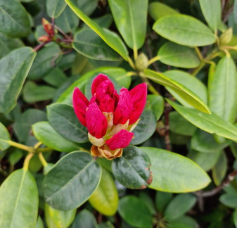 AllanJ - Rhododendron flower Cheshire garden 26-04-2024 